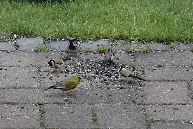 Friedliche Gemeinsamkeit beim futtern - der Grünfink, 2 Spatzen, 2 Distelfinken