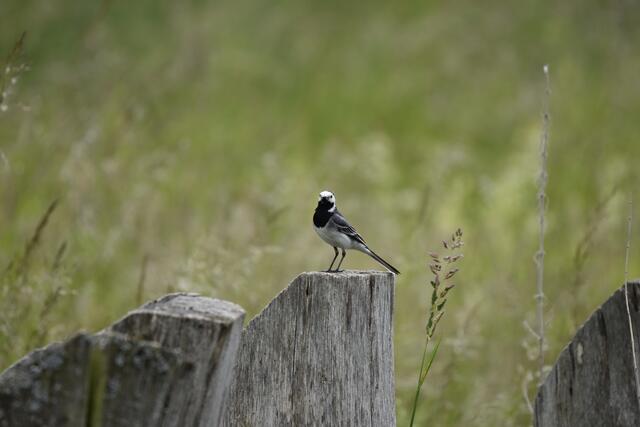 Bachstelze /Wippsteert