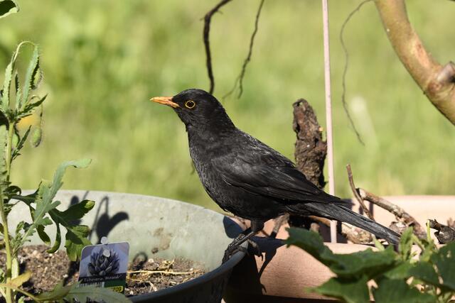 Amselhahn -  wir haben uns im Fokus