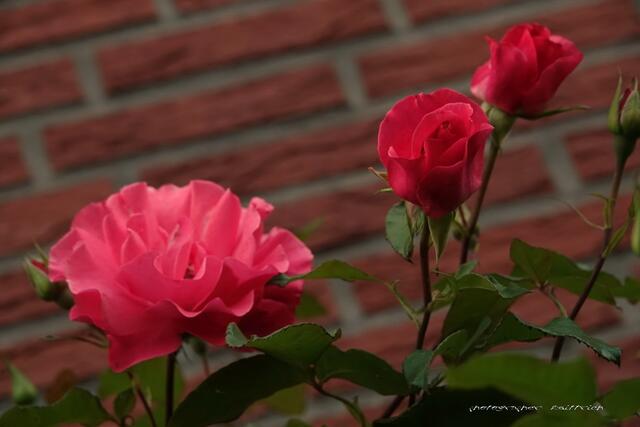 ...unsere Kletterrose
