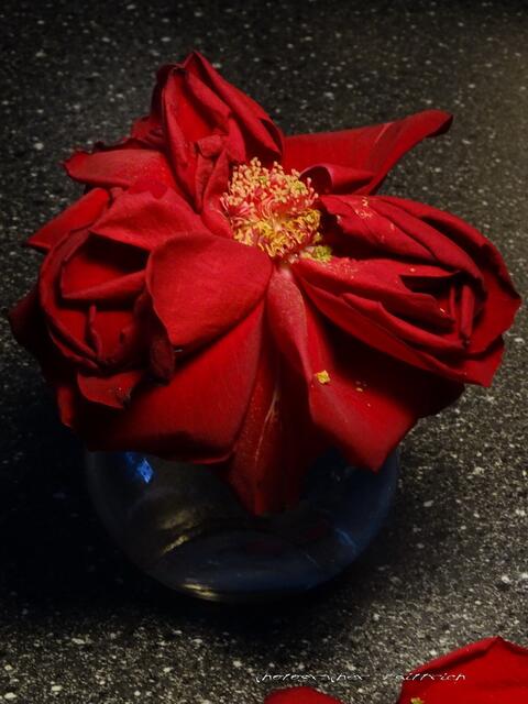 ..in der Vase