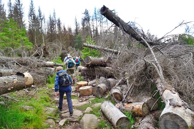 auf dem 1. Teil des Wanderweges zur Wolfswarte