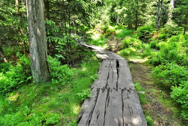 die Laufbohlen schützen den moorigen Untergrund und auch die Wanderer
