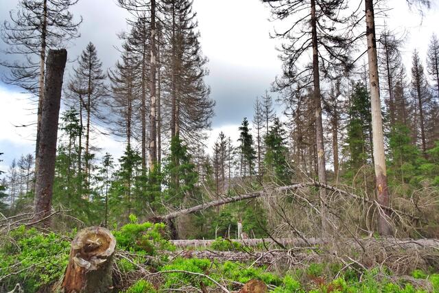 als Wald ist dieser Fichtenbestand kaum noch zu bezeichnen