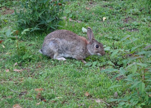 ... und im Gras tummeln sich Kaninchen und lassen sich dabei durch mich nicht stören.