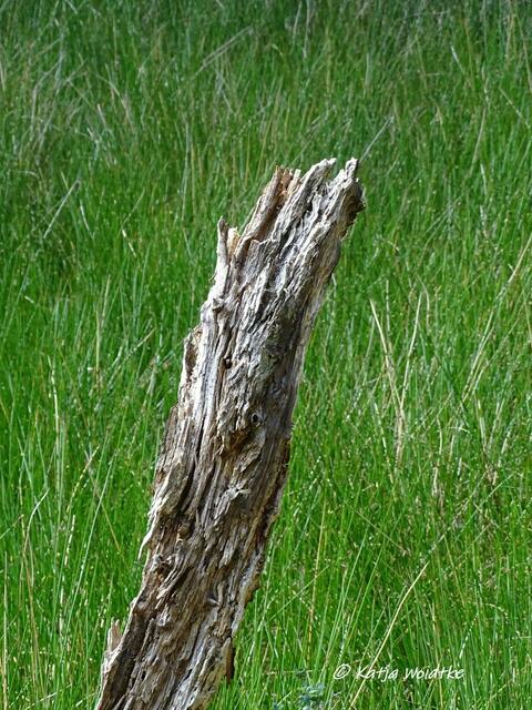 Totholz am Libellengewässer - Naturbeobachtungen auf dem Moorerlebnispfad Resse (Foto: Katja Woidtke)