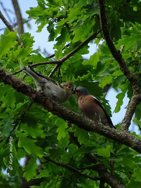 Buchfink (Fringilla coelebs) bei der Fütterung - Naturbeobachtungen auf dem Moorerlebnispfad Resse (Foto: Katja Woidtke)