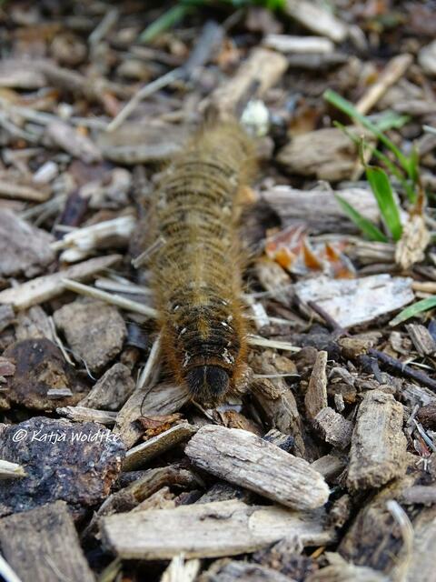 Wer krabbelt uns denn hier über den Weg? Ich freue mich auf eure Bestimmungshilfen - Naturbeobachtungen auf dem Moorerlebnispfad Resse (Foto: Katja Woidtke)