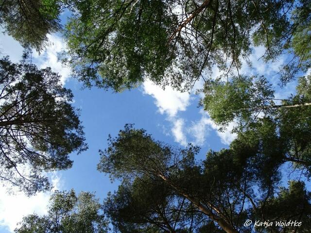 Und die Wolken ziehen über uns hinweg - Naturbeobachtungen auf dem Moorerlebnispfad Resse (Foto: Katja Woidtke)