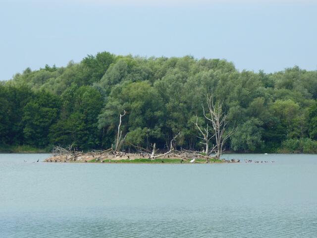 Blick auf die Insel, auf der es von Gänsen, Schwänen und Kormoranen nur so wimmelte!
