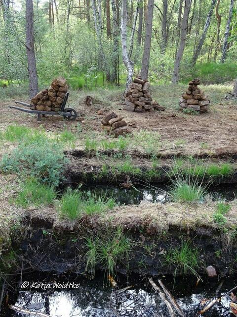 Alter Torfstich - Naturbeobachtungen auf dem Moorerlebnispfad Resse (Foto: Katja Woidtke)