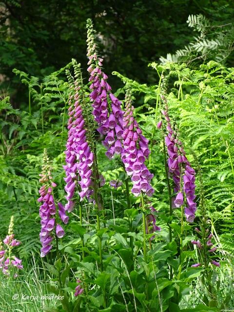 Roter Fingerhut (Digitalis purpurea) - Naturbeobachtungen auf dem Moorerlebnispfad Resse (Foto: Katja Woidtke)
