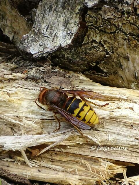 Hornisse (Vespa crabro) - Naturbeobachtungen auf dem Moorerlebnispfad Resse (Foto: Katja Woidtke)