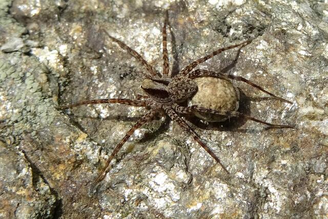 Wolfsspinne (w) mit Eikokon