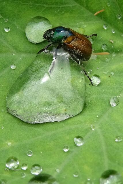 Gartenlaubkäfer mit Regentropfen