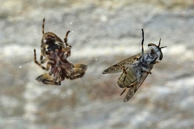 Eine Bremse ist ins Spinnennetz geflogen.