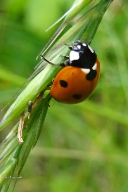 Siebenpunkt-Marienkäfer