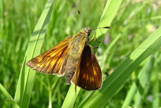 Rostfarbiger Dickkopffalter