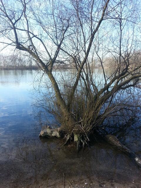 "Gesegnet der Mensch, der auf den Herrn sich verlässt und dessen Hoffnung der Herr ist! Er ist wie ein Baum, der am Wasser gepflanzt ist und am Bach seine Wurzeln ausstreckt." (nach Jeremia 17,7)
