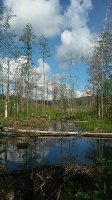 "Meine Seele dürstet nach Gott, nach dem lebendigen Gott. Wann darf ich kommen und Gottes Antlitz schauen." (aus Psalm 42)