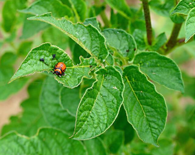 Ungeliebt: der Nachwuchs des Kartoffelkäfers