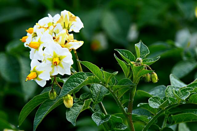 Wunderschön: die zartweißen Blüten