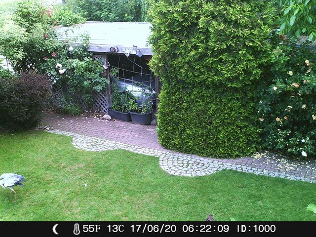 Der Weißstorch im Garten hat den Kuckuck gebracht. Hat die Überwachungskamera genau festgehalten.