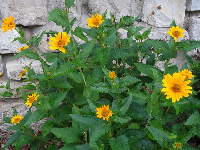 Blumen an der Kirchenmauer