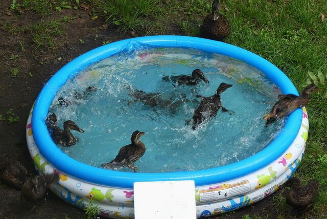 Planschen, Baden, Tauchen - alles erlaubt