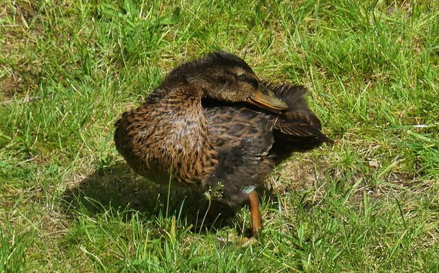 da juckt es mich - gut das ich meinen Hals so drehen kann