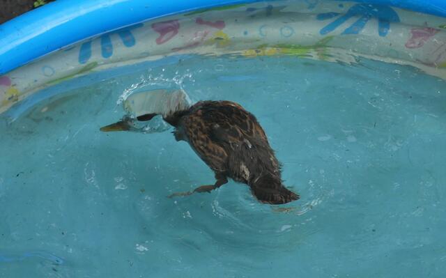 nee - noch nichts entdeckt