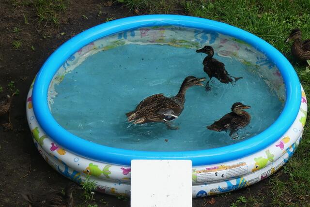 Kinder kommt - heute ist Badetag
