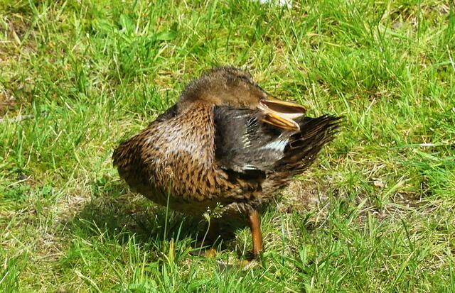 ich überlege noch - schwimmen gehen - oder ---