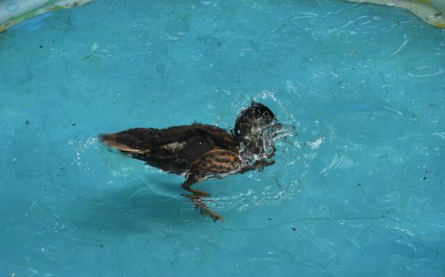 hihi - ich kann tauchen