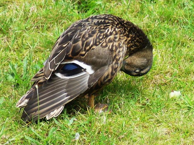seht her Kinder - Federpflege ich ganz wichtig
