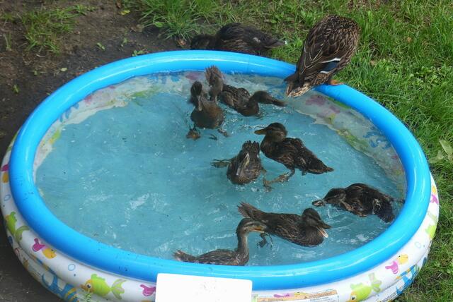 das macht Spaß - auch bei Regenwetter