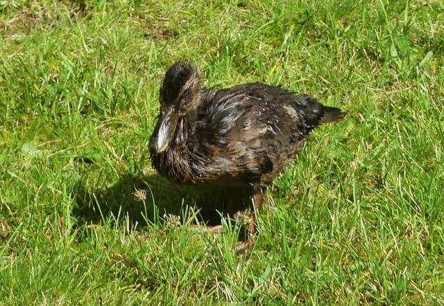 also gut, noch eine Runde schwimmen - Mama meint wir müssen ins nest