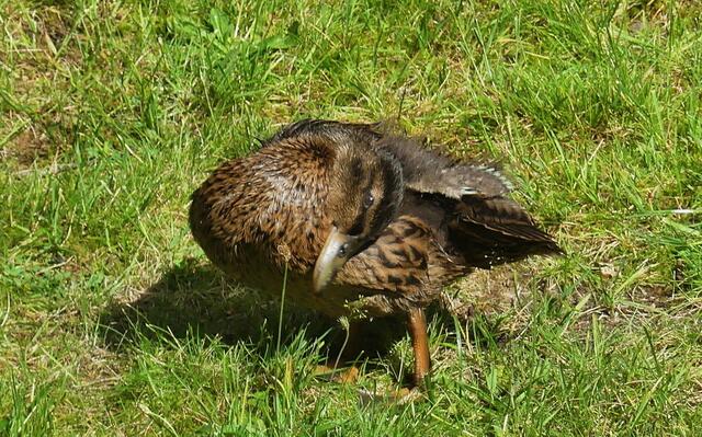 schnell noch das Federkleid richten - es wird fotografiert