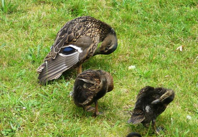 ist es so richtig Mama - manchmal kitzelt es ein wenig