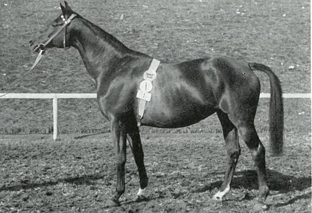 Polarfahrt.  Rappe  geb. 1940 in Trakehnen v. Bussard- Asto, zweifache Siegerstute der DLG- Ausstellungen in Hamburg  1951) und München (1955) > Bild gehört zum Artikel > http://www.trakehnenverein.de/geschichte.html#Erinnerungen | Foto: Wedding