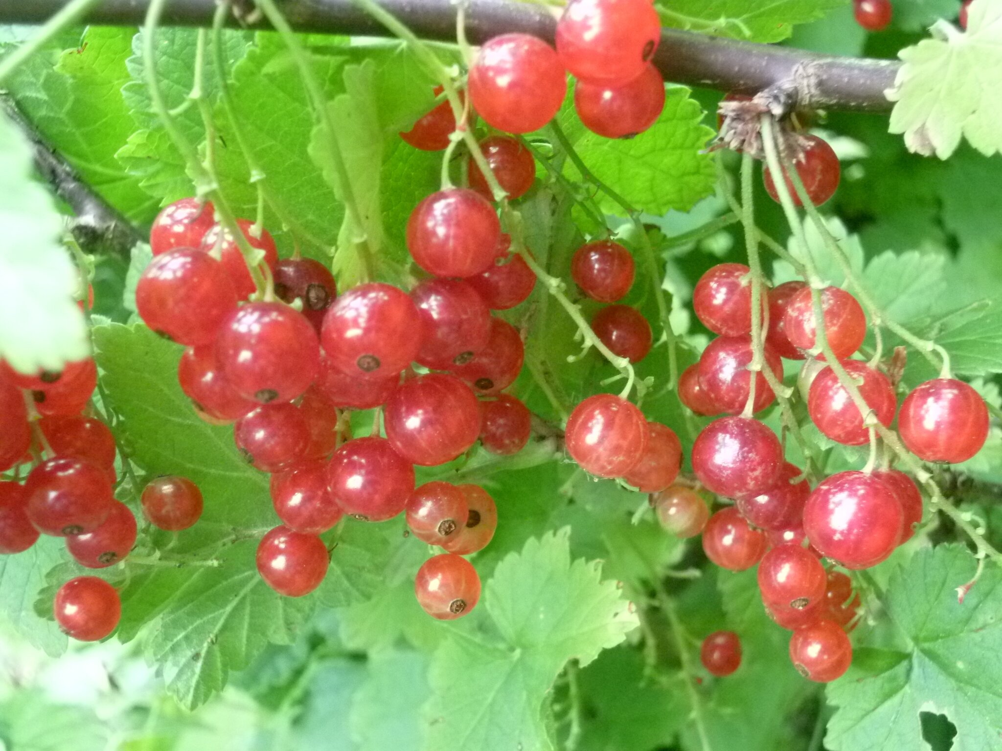 Die Johannisbeeren sind alle geerntet und verarbeitet Sehnde