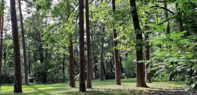Parkähnlicher Waldfriedhof Zehlendorf