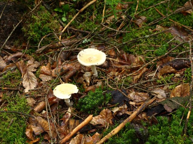 Die ersten Pilze. Essbar?