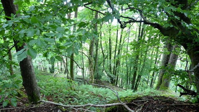 Am Ith-Hils-Weg