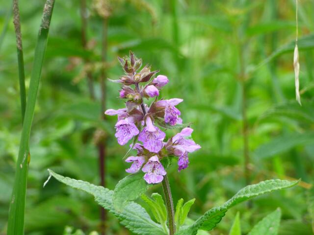 Heimische Orchidee?