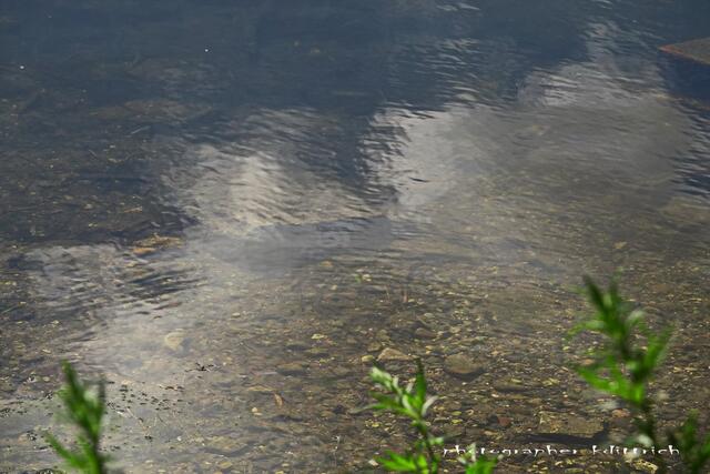 Wasserspiegelungen..