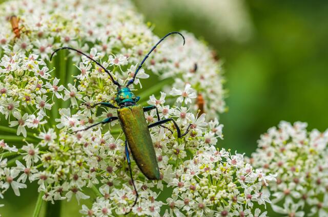 ein Moschusbock