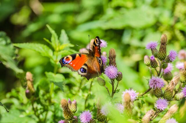 da habe ich doch noch einen Schmetterling erwischt