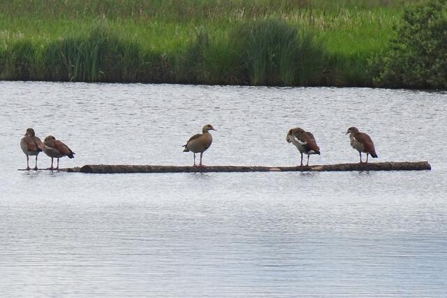 auf dem Mittelteich ist ein schöner Platz zum Ausruhen