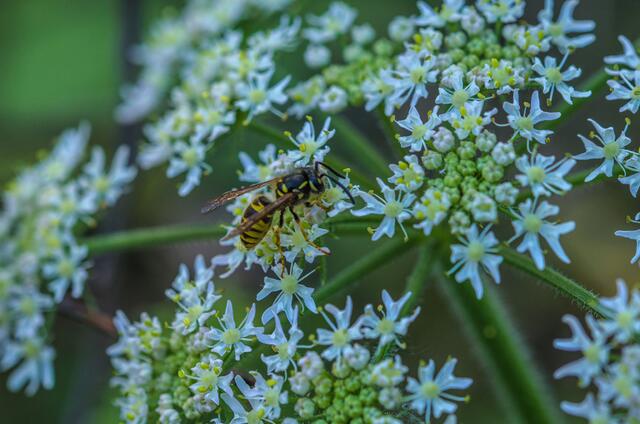 ein zartes Blau mit sternförmigen Blüten